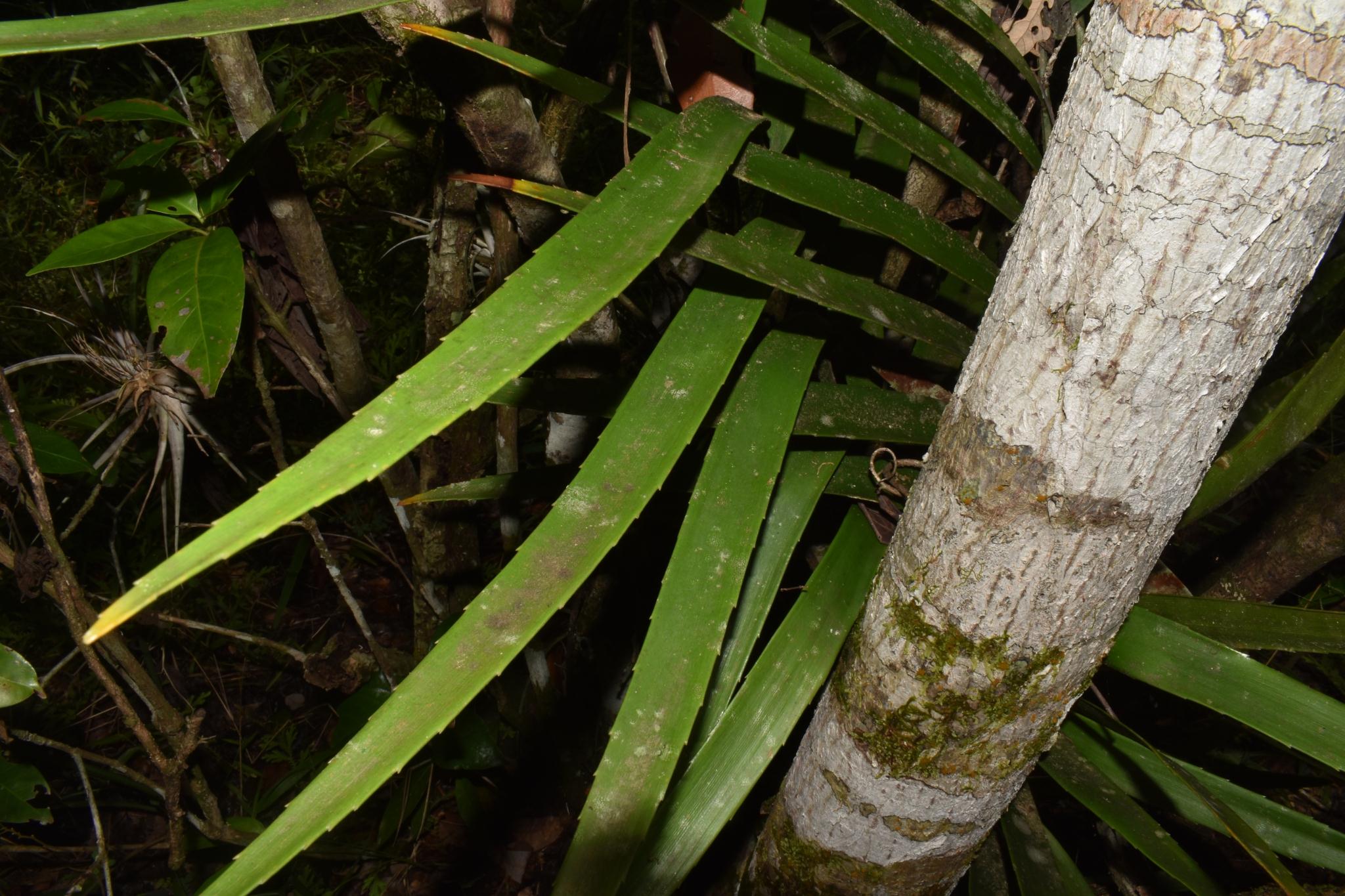 Zamia polymorpha 